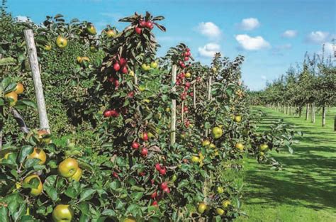 Calllahan's Orchard: An Economic Powerhouse