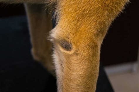 Calluses on Dogs' Elbows: Prevention, Treatment, and Management