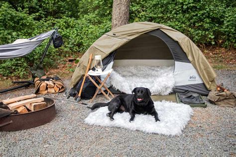 Calming Bites: Pet-Friendly Camping in 2025