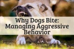 Calming Bites: Understanding and Managing Dog Aggression