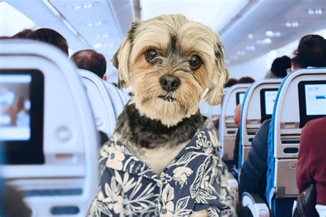 Calming Bites and pet-friendly airlines