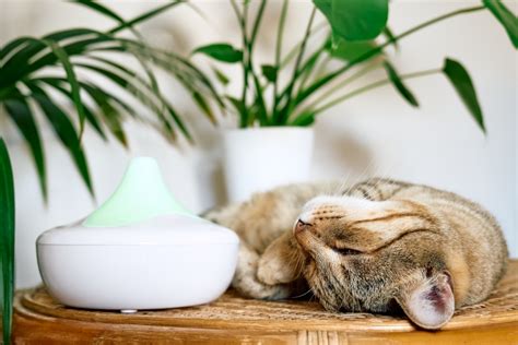 Calming Diffusers for Cats: A Comprehensive Guide to Tranquilizing Your Feline Friend