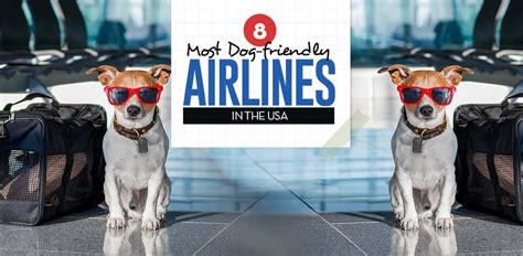 Calming Treats and pet-friendly airlines