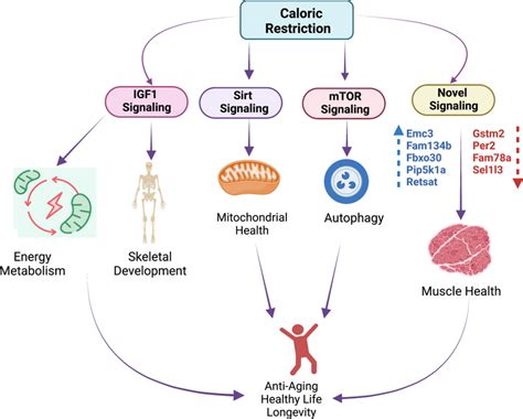 Calorie Restriction, Aging and Longevity Doc