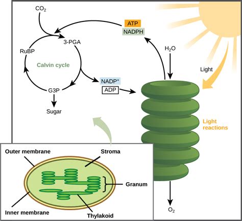 Calvin Cycle: A Maestro of Light Energy