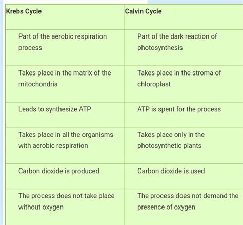 Calvin Cycle vs. Krebs Cycle: Unraveling the Symphony of Life
