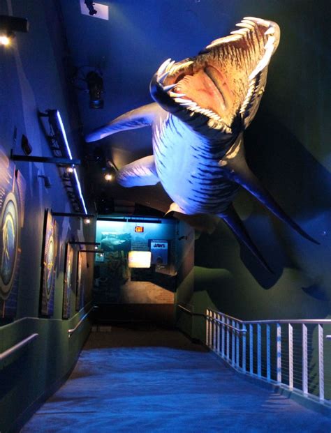 Camden Jersey Aquarium: Dive Into 10,000 Wonders of the Deep