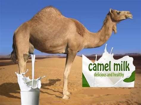 Camel Milk Epub