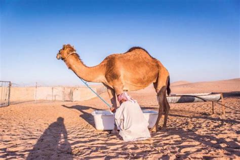 Camel Oil: A Liquid Gold for Radiant Health and Beauty