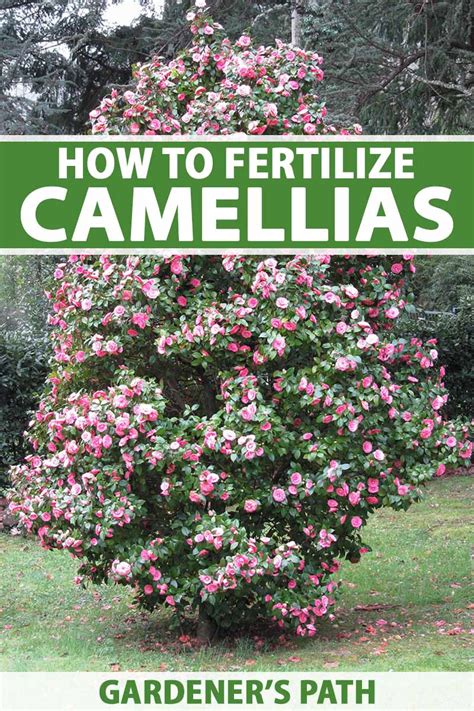 Camellia Fertilizer: A Comprehensive Guide to Nourishing Your Beloved Blooms