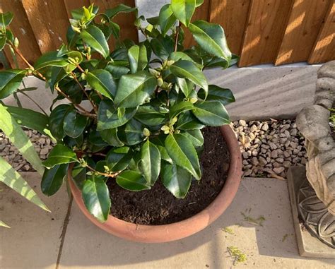 Camellia Fertilizer: A Comprehensive Guide to Nourishing Your Blooms