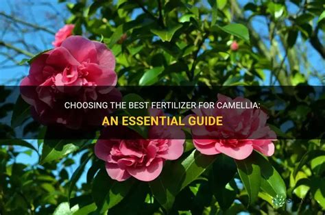 Camellia Fertilizer: A Guide to Nurturing Your Blooms