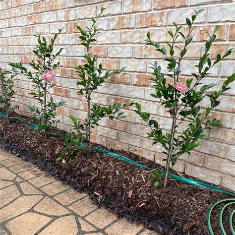 Camellia Fertilizer: The Ultimate 3-Step Guide