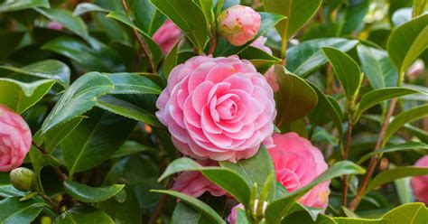 Camellia Plant Fertilizer: Unlock the Secrets to Nourishing Your Blooms