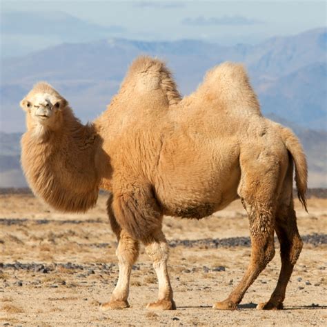 Camels Doc