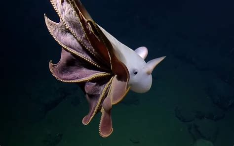 Camera Work in the Depths: Exploring 10,000 ft Below the Surface