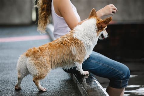 Camilla Carmine: The Revolutionary Dog Trainer Transforming Canine Behavior