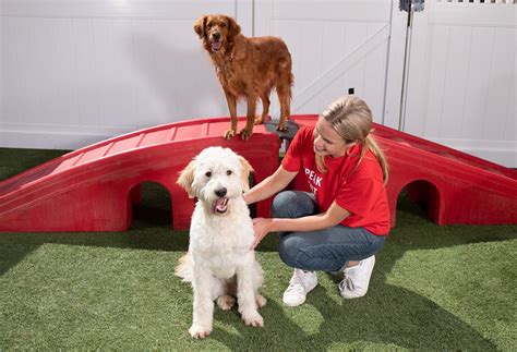 Camp Bow Wow: The Ultimate Pet Care Franchise for 2025 and Beyond