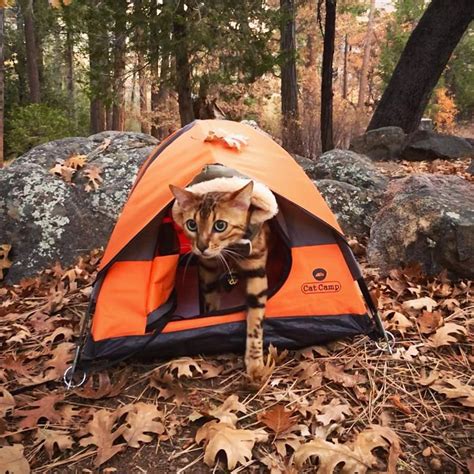 Camping Cat Tent