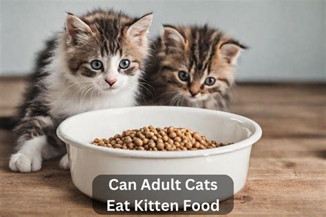 Can Adult Cats Eat Kitten Food? The Ultimate Guide