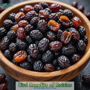 Can Birds Eat Raisins? A Comprehensive Guide for Bird Lovers