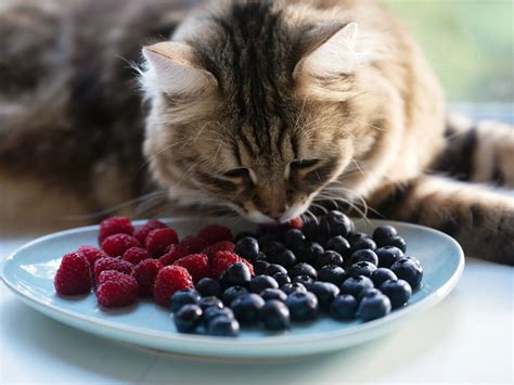 Can Cats Eat Blueberries? A Comprehensive Guide to Blueberry Consumption for Felines