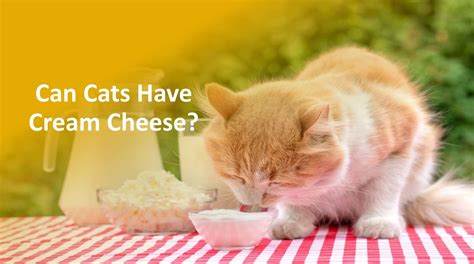 Can Cats Eat Cream Cheese?