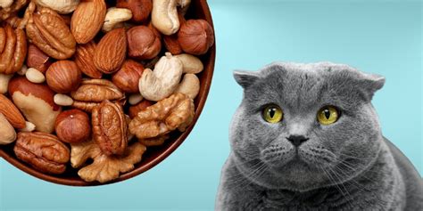 Can Cats Eat Nuts? The Ultimate Guide to Feline Nut Consumption