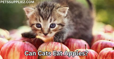 Can Cats Have Apples? A Feline's Guide to This Fruity Treat