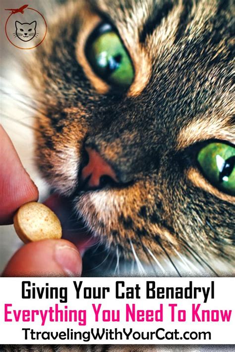 Can Cats Have Benadryl? Everything You Need to Know