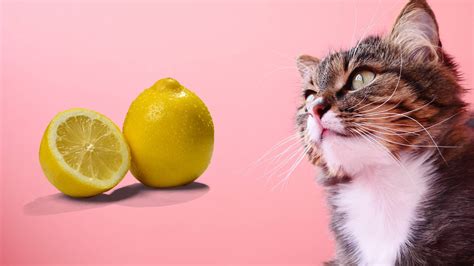 Can Cats Have Lemon: A Comprehensive Guide for Feline Owners