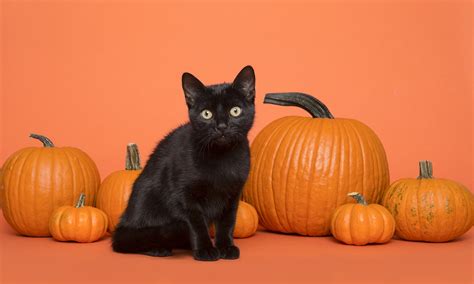 Can Cats Have Pumpkin? All You Need to Know