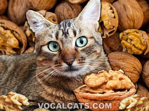 Can Cats Have Walnuts? The Nutty Truth Revealed