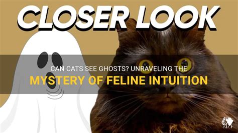 Can Cats See Ghosts? Unraveling the Mysteries of Feline Senses