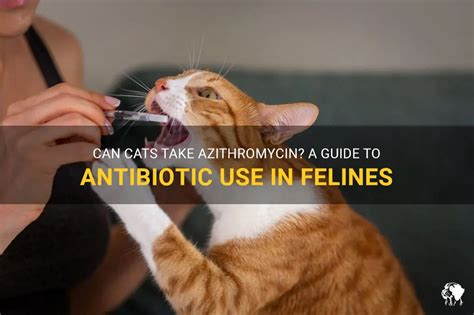 Can Cats Take Antibiotics: The Ultimate Guide to Safe and Effective Treatment