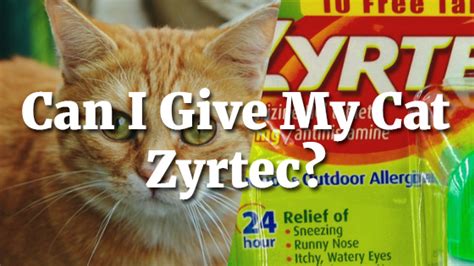 Can Cats Take Zyrtec?