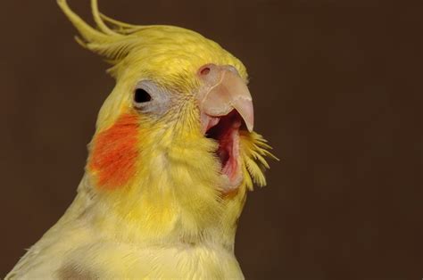 Can Cockatiels Talk?