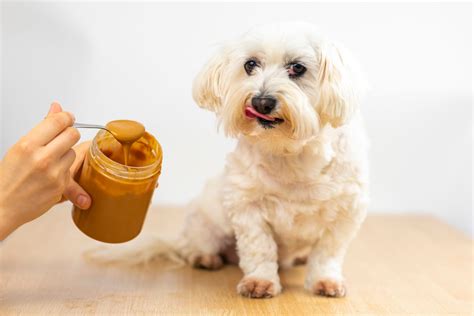 Can Dog Eat Peanut Butter? Yes, But with Caution!