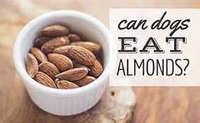 Can Dogs Eat Almonds? A Comprehensive Guide to Almond Safety for Dogs