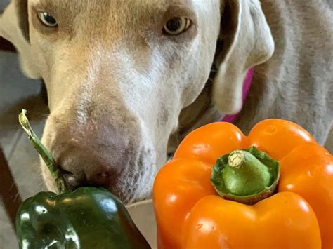 Can Dogs Eat Bell Peppers Raw? Breaking Down the Truth