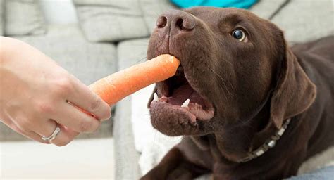 Can Dogs Eat Cooked Carrots? A Comprehensive Guide