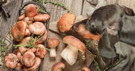 Can Dogs Eat Cooked Mushrooms? The Ultimate Guide to Fungal Delicacies for Your Canine Companion