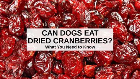 Can Dogs Eat Craisins?