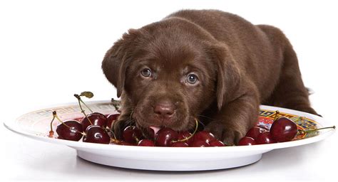 Can Dogs Eat Dried Cherries: A Guide to Feeding Your Furry Friend