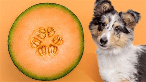 Can Dogs Eat Honeydew: A Comprehensive Guide for Pet Owners