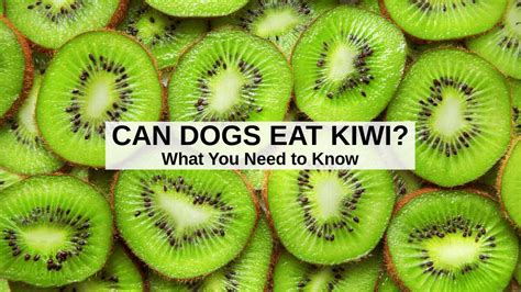 Can Dogs Eat Kiwi?