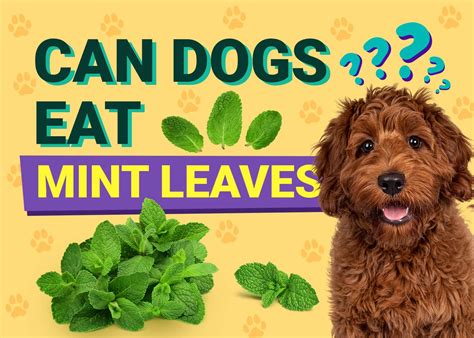 Can Dogs Eat Mint Plants? A Guide to Safety and Benefits