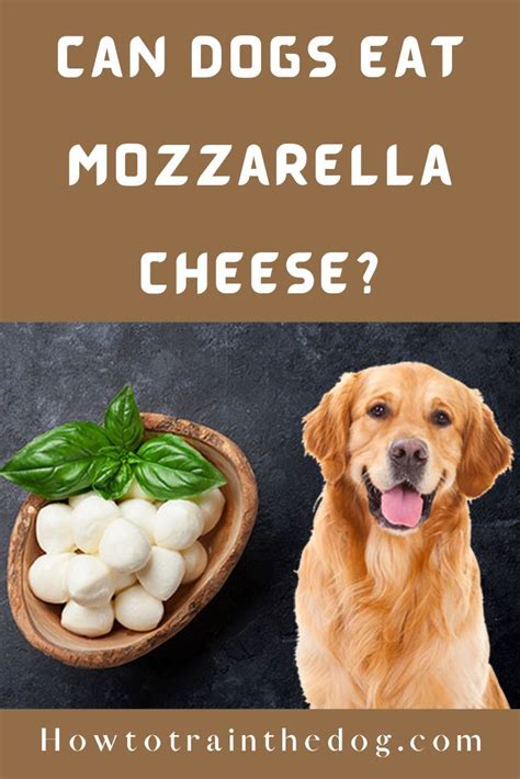 Can Dogs Eat Mozzarella Cheese? Here's What You Need to Know