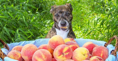 Can Dogs Eat Peaches?