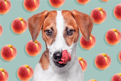 Can Dogs Eat Peaches? A Comprehensive Guide for Dog Owners